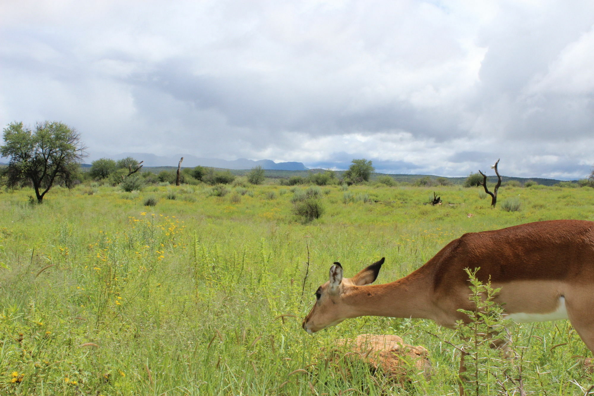 Auas Safari Lodge Falena Eksteriør billede